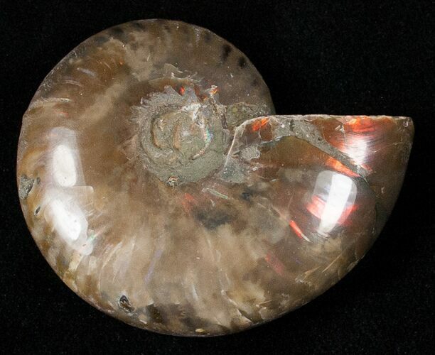 Flashy Red Iridescent Ammonite - Wide #16717